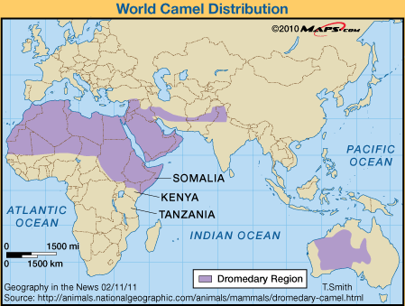 Where Camels Live